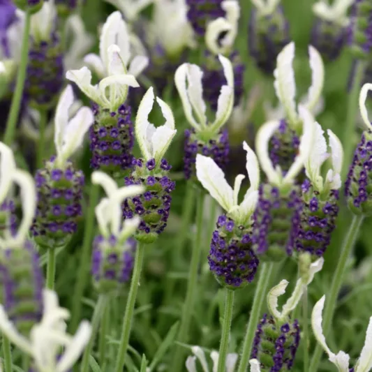 Lavandula Stoechas 'Ballerina', French Lavender 'Ballerina', Spanish Lavender 'Ballerina', Butterfly Lavender' Ballerina',White Lavenders, Drought tolerant plant, Summer blooms, Deer resistant plants