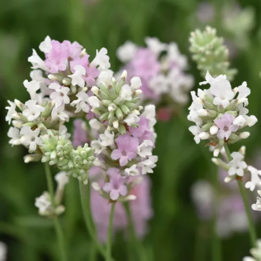 Lavandula Angustifolia 'Little Lottie', English Lavender 'Little Lottie', Lavender 'Little Lottie', Lavandula 'Little Lottie', Lavender plants, Lavender flowers, Lavender plant, Pink lavenders, Drought tolerant plants, Deer resistant plants, fragrant flow