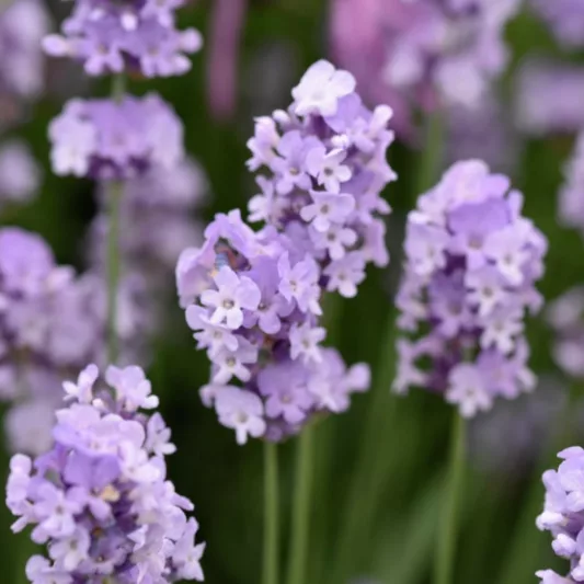 Lavender Melissa Lilac, lavandula angustifolia Melissa Lilac, English Lavender 'Melissa Lilac', Lavandula 'Melissa Lilac', Purple flowers, Drought tolerant plants, Deer resistant plants, fragrant flowers