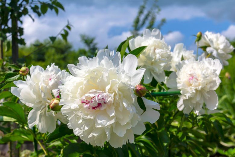 Peony Festiva Maxima, Paeonia lactiflora Festiva Maxima