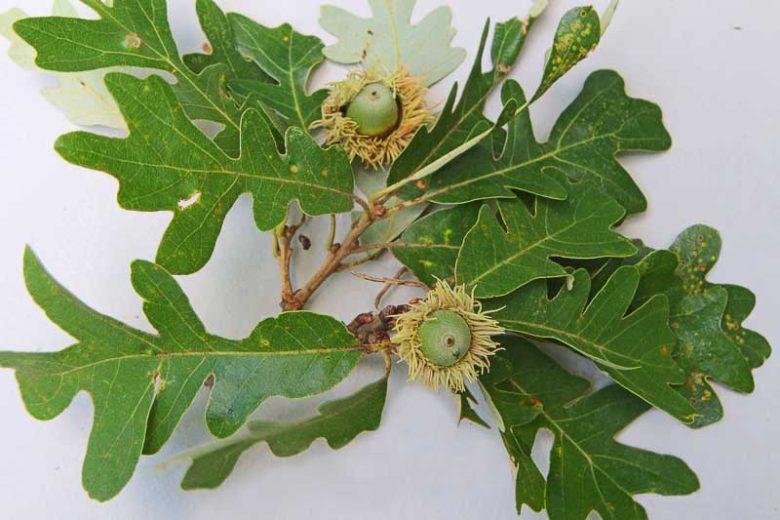 Quercus macrocarpa, Bur Oak, Burr Oak, Savanna Oak, Overcup Oak, Prairie Oak, Mossy-cup Oak, Mossy-overcup Oak, Blue Oak, Tree with fall color, Fall color, Attractive bark Tree