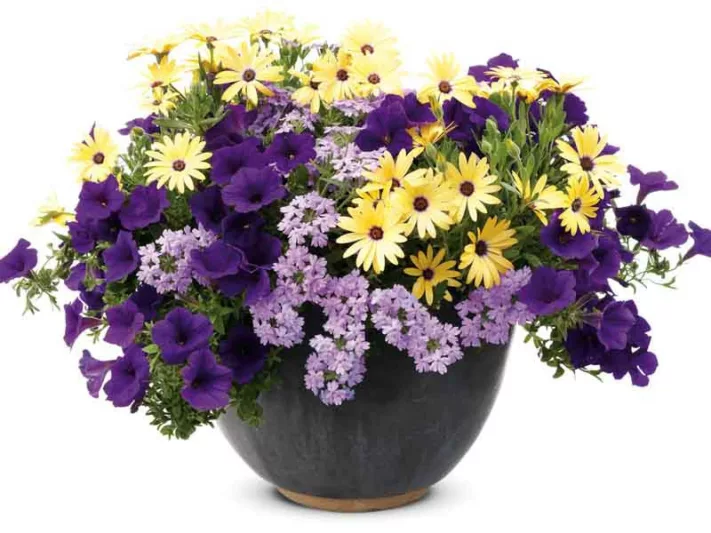 Osteospermum 'Lemon Symphony', African Daisy 'Lemon Symphony', Cape Daisy 'Lemon Symphony', Symphony Series, evergreen perennial, evergreen shrub, yellow flowers