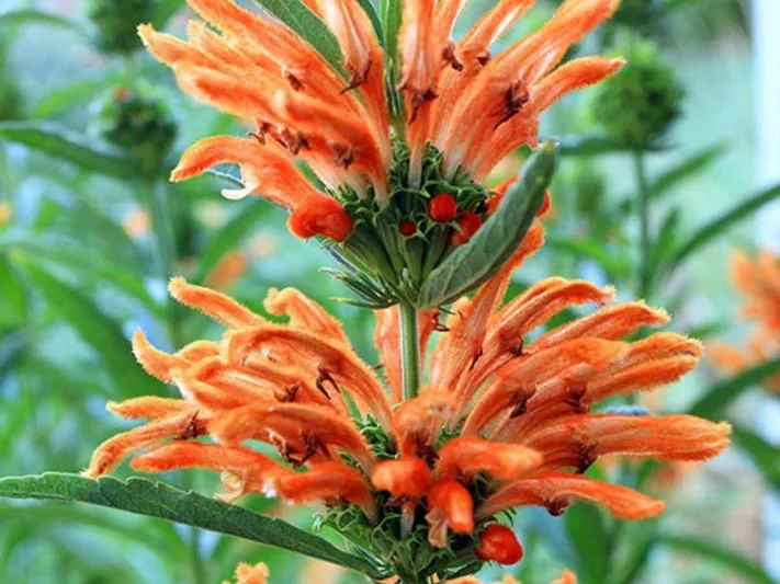 Leonotis leonurus,Lion's Tail, Lion's Ear, Wild Dagga, Phlomis leonurus, Mediterranean shrubs, Evergreen Shrubs, Red flowers, Orange flowers, drought tolerant flowers