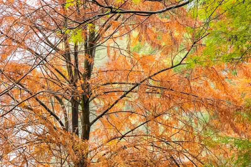 Taxodium, Bald Cypress, Swamp Cypress, Deciduous Cypress, Sabino Tree, Southern Cypress, White Cypress, Pond Cypress, Montezuma Cypress