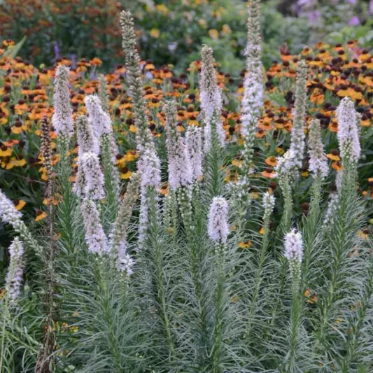 Liatris spicata 'Floristan Weiss', Gayfeather 'Floristan Weiss', White Gayfeather, White Blazing Star, White liatris, White Flowers, Button Snakeroot 'Floristan Weiss', Blazing Star 'Floristan Weiss', Kansas Gayfeather 'Floristan Weiss', Spike Gayfeather 'Floristan Weiss'