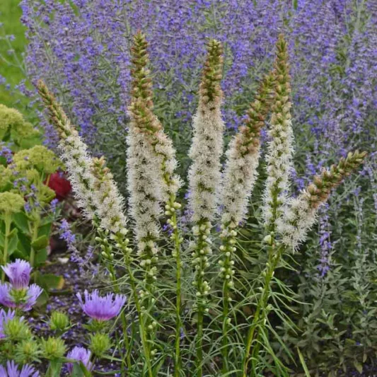 Liatris spicata 'Floristan Weiss', Gayfeather 'Floristan Weiss', White Gayfeather, White Blazing Star, White liatris, White Flowers, Button Snakeroot 'Floristan Weiss', Blazing Star 'Floristan Weiss', Kansas Gayfeather 'Floristan Weiss', Spike Gayfeather 'Floristan Weiss'