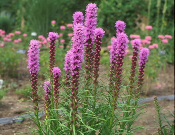 Liatris spicata 'Kobold', Gayfeather 'Kobold', Button Snakeroot 'Kobold', Blazing Star 'Kobold', Kansas Gayfeather 'Kobold', Spike Gayfeather 'Kobold', Purple liatris, Purple Flowers