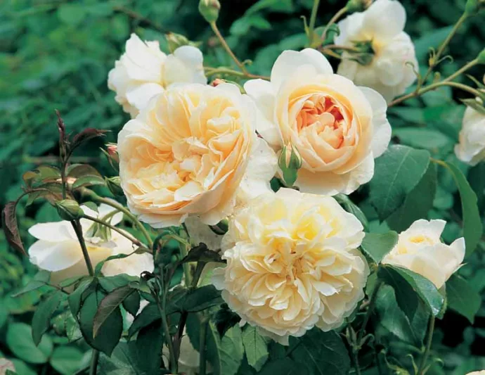 Rosa Lichfield Angel, Rosa Lichfield Angel, English Rose Lichfield Angel, David Austin Rose, English Rose, Fragrant roses, Shrub roses, white roses, creamy roses