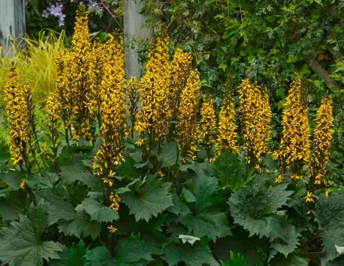 Ligularia 'Britt Marie Crawford', Leopard Plant 'Britt Marie Crawford', Perennials, Yellow Flowers
