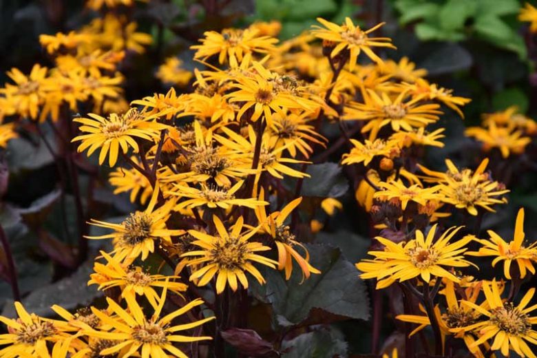 Ligularia, Leopard Plant, BigLeaf Ligularia, Ligularia dentata, Ligularia przewalskii