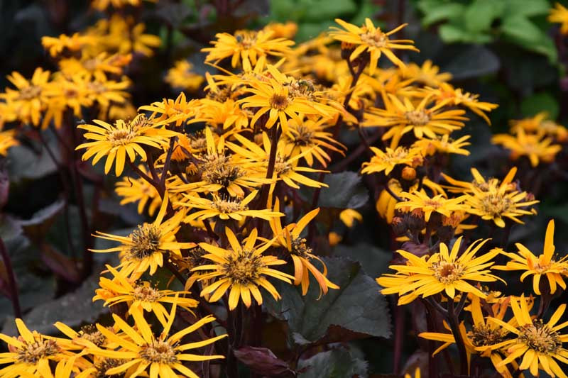 Ligularia, Leopard Plant, BigLeaf Ligularia, Ligularia dentata, Ligularia przewalskii