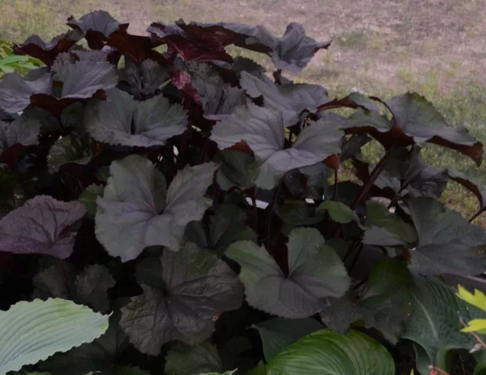 Ligularia 'King Kong', Leopard Plant 'King Kong', BigLeaf Ligularia 'King Kong', Perennials, Yellow Flowers