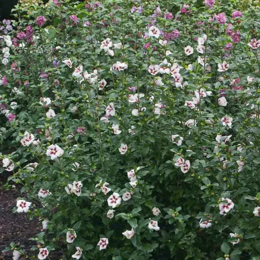 Hibiscus syriacus Lil' Kim®, Rose of Sharon Lil' Kim®, Shrub Althea Lil' Kim®, Hibiscus Lil' Kim®, Hibiscus syriacus 'Antong Two', Flowering Shrub, White flowers, White Hibiscus