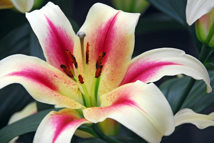 Lilium 'Nymph', Lilium 'Nymph', Lily 'Nymph', Lily 'Nymph', Oriental Lily 'Nymph', Oriental Trumpet Lily, Orienpet Lily, Oriental Trumpet Lilies, Orienpet Lilies, bicolor lilies