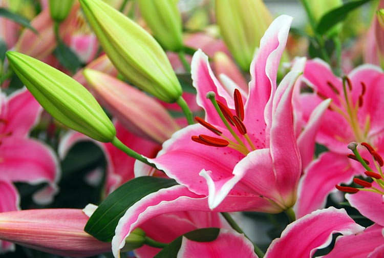 Lilium 'Starlight Express', Lily 'Starlight Express', Oriental Lily 'Starlight Express'', Oriental Lilies, Pink Lilies, Fragrant lilies, Lily flower, Lily Flower