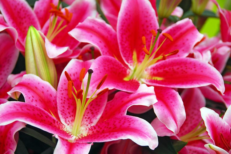 Lilium 'Starlight Express', Lily 'Starlight Express', Oriental Lily 'Starlight Express'', Oriental Lilies, Pink Lilies, Fragrant lilies, Lily flower, Lily Flower