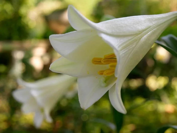 Lilium Longiflorum 'White American',Lily 'White American', Easter Lily 'White American', Trumpet Lily 'White American', Lilium 'White American', Longiflorum Lilies, White Lilies, Fragrant Lilies, Lily flower, Lily Flower