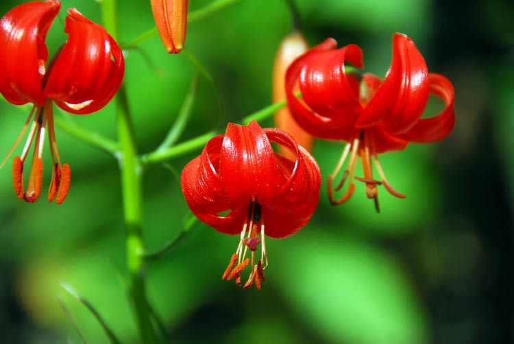 Lilium Pumilum, Coral Lily, Low Lily, Siberian Lily, Lipstick Lily, Siberian Coral Lily, Tom Thumb Lily, Lilium tenuifolium, Wild Lilies, Showy Lilies, Red Lilies, Lily flower, Lily Flower