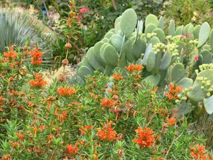 Leonotis leonurus,Lion's Tail, Lion's Ear, Wild Dagga, Phlomis leonurus, Mediterranean shrubs, Evergreen Shrubs, Red flowers, Orange flowers, drought tolerant flowers