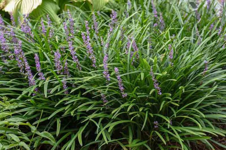 Liriope Muscari Big Blue, Big Blue Lily Turf, Lily Turf 'Big Blue', Blue Lily Turf 'Big Blue', Monkey Grass 'Big Blue', Purple flowers, Evergreen perennial,