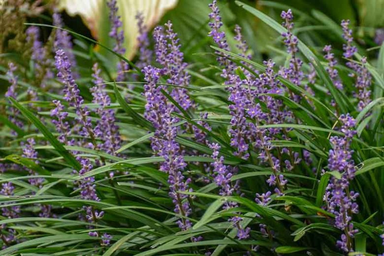 Liriope Muscari Big Blue, Big Blue Lily Turf, Lily Turf 'Big Blue', Blue Lily Turf 'Big Blue', Monkey Grass 'Big Blue', Purple flowers, Evergreen perennial,