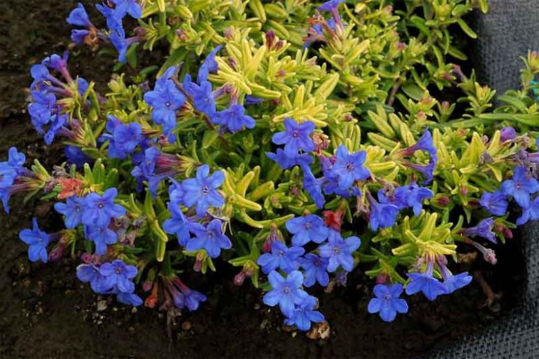 Lithodora diffusa 'Gold ‘n Sapphires', Gromwell 'Gold ‘n Sapphires', Purple Gromwell 'Gold ‘n Sapphires', Evergreen Shrubs, Blue Flowers