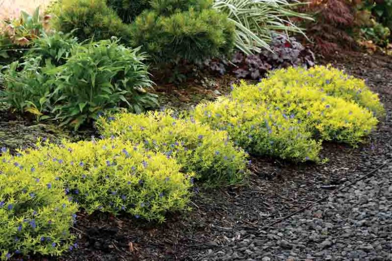 Lithodora diffusa 'Gold ‘n Sapphires', Gromwell 'Gold ‘n Sapphires', Purple Gromwell 'Gold ‘n Sapphires', Evergreen Shrubs, Blue Flowers