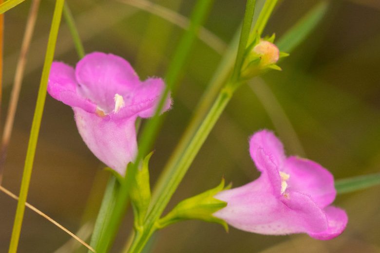 Agalinis purpurea, Purple False Foxglove, Purple Gerardia, Gerardia, Shade Plants, Shade Flowers