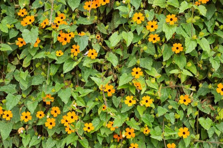 Thunbergia alata, Black-Eyed Susan Vine, Black-Eyed Susan, Black-Eyed Clock Vine,  Winged Clockvine, Orange Vine, Orange Flowers, Orange Climber, Perennial Vines