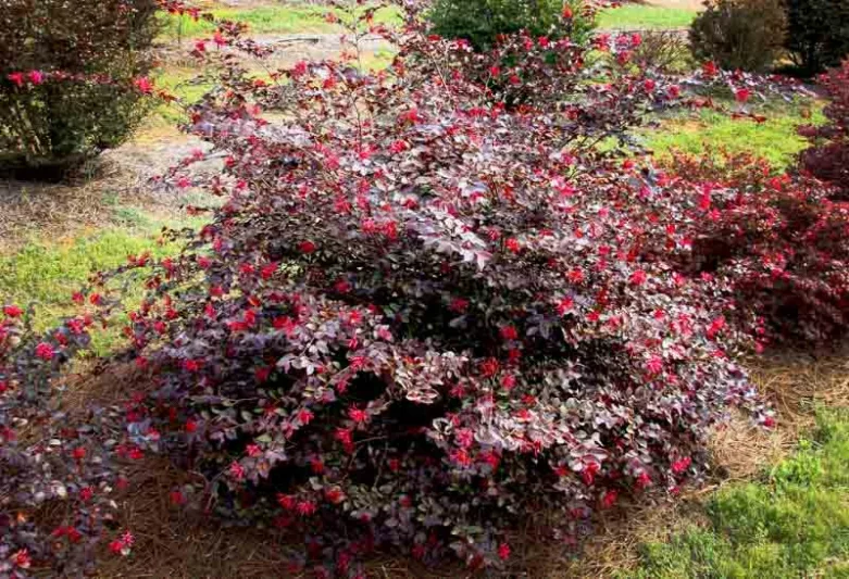 Loropetalum chinense var. rubrum Sparkling Sangria™,Chinese Fringe Flower Sparkling Sangria™, Sparkling Sangria Chinese Fringe Flower, Loropetalum chinense var. rubrum 'PIILC-II', evergreen shrubs, red flowers, dark foliage