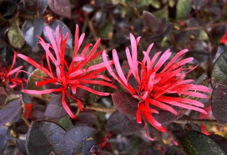 Loropetalum chinense var. rubrum Sparkling Sangria™,Chinese Fringe Flower Sparkling Sangria™, Sparkling Sangria Chinese Fringe Flower, Loropetalum chinense var. rubrum 'PIILC-II', evergreen shrubs, red flowers, dark foliage