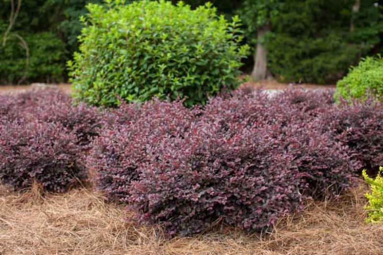 Loropetalum chinense var. rubrum Crimson Fire™,Chinese Fringe Flower Crimson Fire™, Crimson Fire Chinese Fringe Flower, Loropetalum chinense var. rubrum 'PIILC-I', evergreen shrubs, red flowers, dark foliage