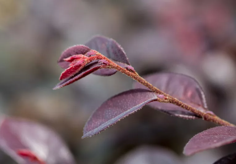 Loropetalum chinense var. rubrum Crimson Fire™,Chinese Fringe Flower Crimson Fire™, Crimson Fire Chinese Fringe Flower, Loropetalum chinense var. rubrum 'PIILC-I', evergreen shrubs, red flowers, dark foliage