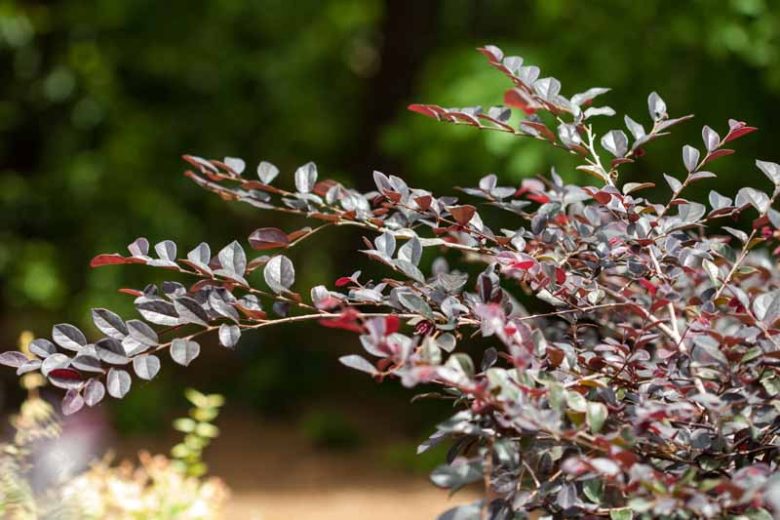 Loropetalum chinense var. rubrum Crimson Fire™,Chinese Fringe Flower Crimson Fire™, Crimson Fire Chinese Fringe Flower, Loropetalum chinense var. rubrum 'PIILC-I', evergreen shrubs, red flowers, dark foliage
