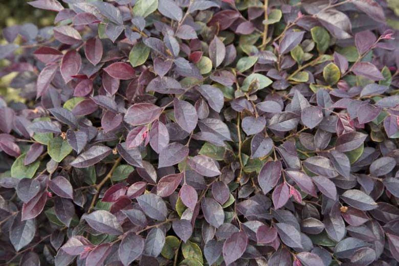 Loropetalum chinense Purple Daydream®,Chinese Fringe Flower Purple Daydream®, Purple Daydream Chinese Fringe Flower, Loropetalum chinense 'PPI', evergreen shrubs, Pink flowers