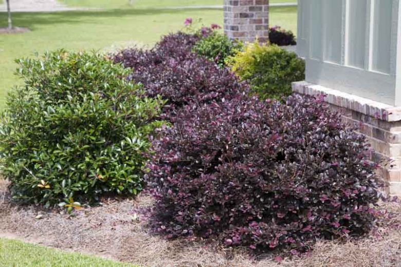Loropetalum chinense Purple Diamond®,Chinese Fringe Flower Purple Diamond®, Purple Diamond Chinese Fringe Flower, Loropetalum chinense 'Shang-hi', evergreen shrubs, Pink flowers, dark foliage