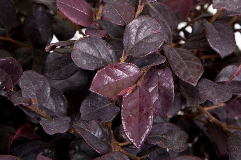 Loropetalum chinense Red Diamond™,Chinese Fringe Flower Red Diamond™, Red Diamond Chinese Fringe Flower, Loropetalum chinense 'Shang-Red', evergreen shrubs, Red flowers, dark foliage