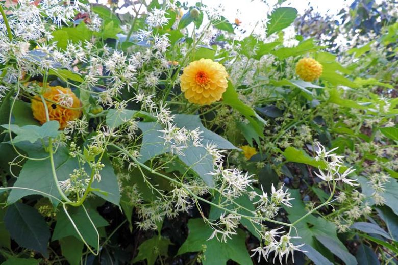 Echinocystis lobata, Wild Cucumber, Wild Cucumber, Balsam Apple, Californian Cucumber, Canadian Mock Apple, Mock Cucumber, Prickly Cucumber, Wild Balsam Apple,White Flowers