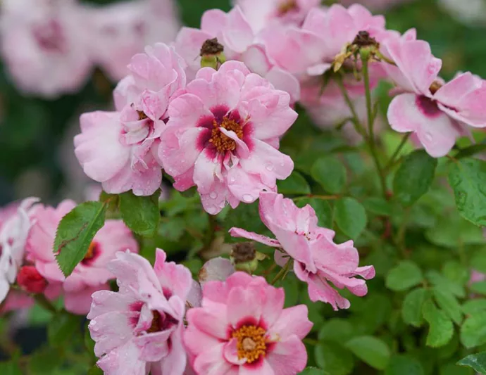 Rose Ringo Double Pink, Rosa Ringo Double Pink, Ringo Double PinkRose, Shrub Roses, Rose bushes, Garden Roses, Rosa 'ChewDelight', Pink Roses, Pink Flowers, Groundcover Rose,