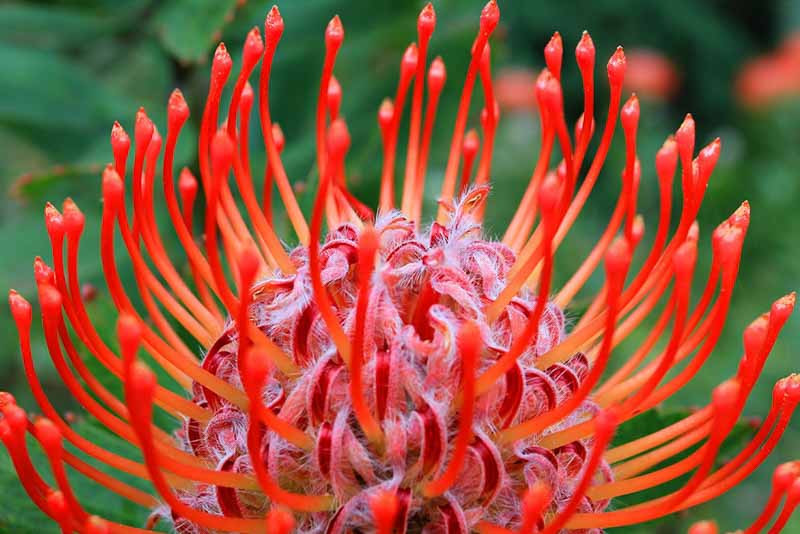 Leucospermum, Pincushions, Proteas, Leucospermum cordifolia, Leucospermum reflexum, Firewheel, Hawaii Gold, Sunburst, Catherine Wheel