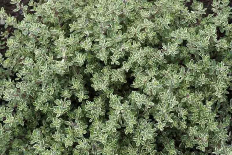 Thymus 'Silver Queen', Thyme 'Silver Queen', Lemon Thyme 'Silver Queen', Thymus citriodorus 'Silver Queen', Thymus vulgaris 'Silver Queen'