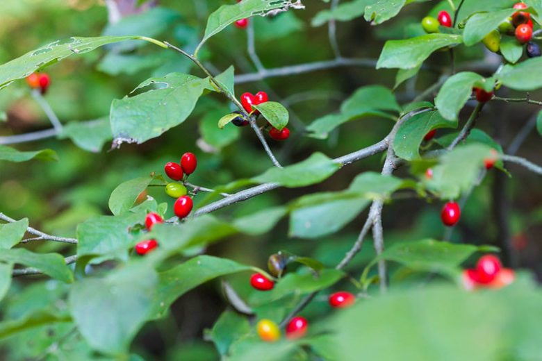 Lindera benzoin, berries