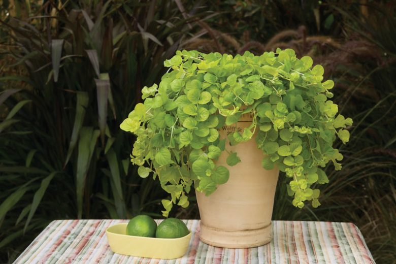 Lysimachia nummularia 'Goldilocks', Goldilocks Creeping Jenny, Goldilocks Creeping Charlie, Goldilocks Creeping Sally, Goldilocks Downhill-of-Life, Goldilocks Herb Twopence, Goldilocks Money Myrtle, Goldilocks Money Plant, Goldilocks Moneywort, Goldilocks Twopenny Grass, Goldilocks Wandering Charlie, Goldilocks Wandering Sally