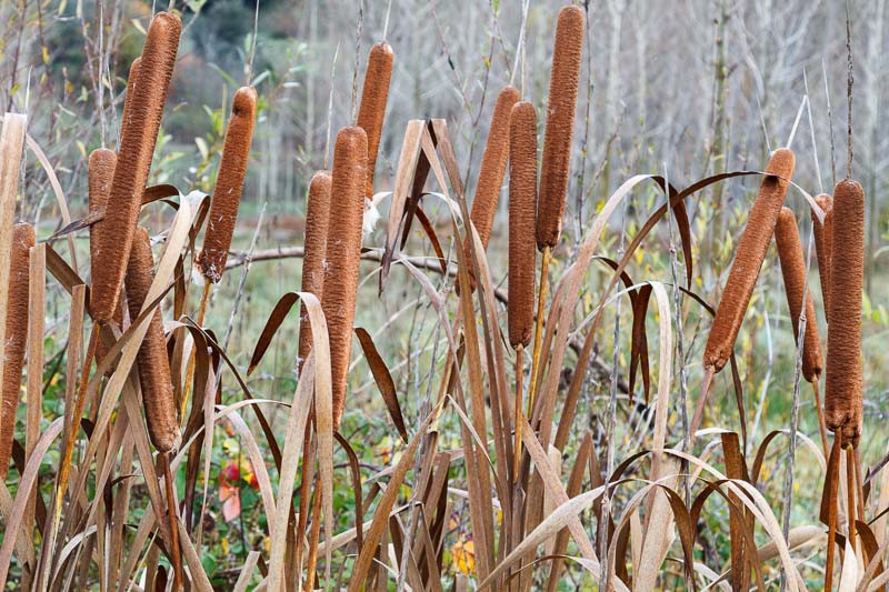 Typha, Cattails, Bulrush, Typha litafolia, Typha minima, Typha angustifolia, Typha laxmannii, Pond Plants, Aquatic Plants, Marginal Aquatic Plants