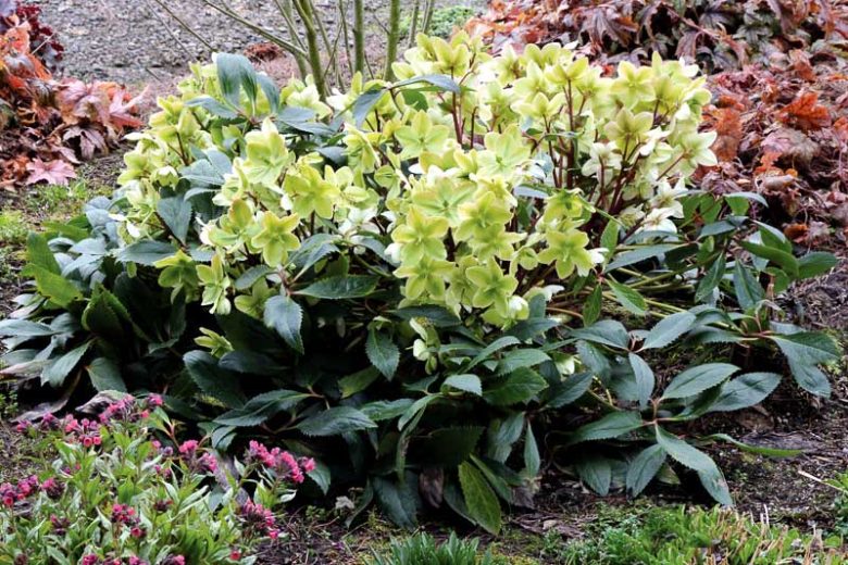 Helleborus × Nigercors 'Honeyhill Joy', Honeyhill Joy Hellebore, Helleborus 'Honeyhill Joy', Helleborus 'Honeyhill Joy',  White Hellebore, White Lenten Roseerra Nurseries