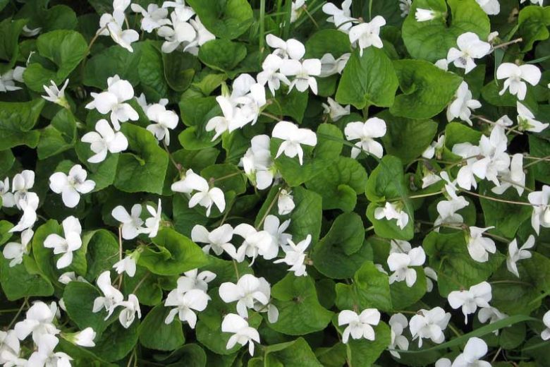 Viola striata, Striped White Violet, Pale Violet, Striped Violet, Shade plants, shade perennial, violet flowers, plants for shade, fragrant perennials