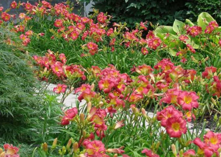 Hemerocallis Endless Heart, Daylily Endless Heart, Day Lily Endless Heart, Endless Heart Daylily, daylilies, Daylily, Day Lilies, Pink flowers, Pink day lily, Pink Daylily, Early Season Daylilies, Reblooming Daylilies