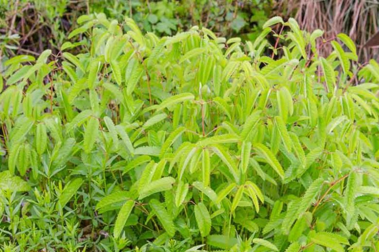 Sanguisorba officinalis, Great Burnet, Greater Burnet, Greater Salad Burnet, Burnet Bloodwort, Pink Flowers, Red Flowers