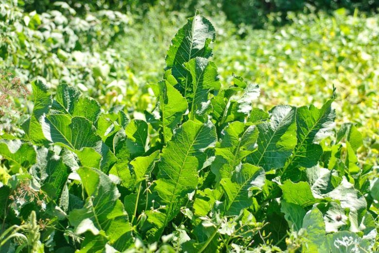 Armoracia rusticana, Horseradish, Pepper Root, Pepper Turnip, Red Cole, Horse Radish, Brassica amoracia 'Rusticana', Cochlearia armoracia