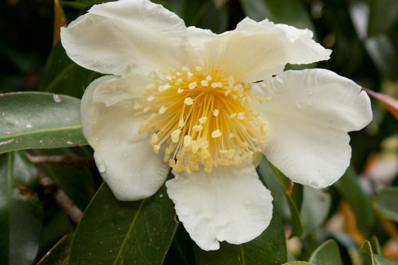 Gordonia lasianthus, Gordonia, Loblolly Bay, Evergreen Shrubs, Evergreen Tree, White flowers, Fragrant Shrub, Fragrant Tree